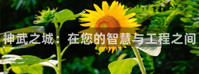威九国际app入口在哪：神武之城：在您的智慧与工程之间